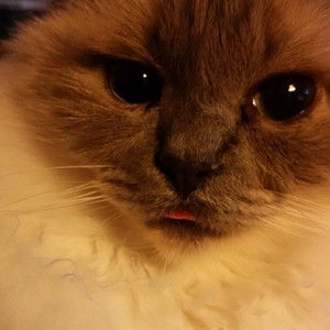 Meet your Posher, William